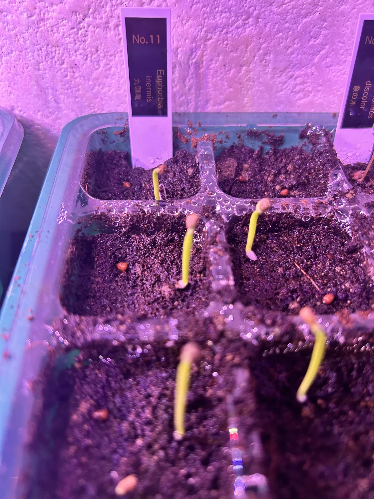 Euphorbia inermis var. huttonae (ユーフォルビア イネルミス 九頭竜)