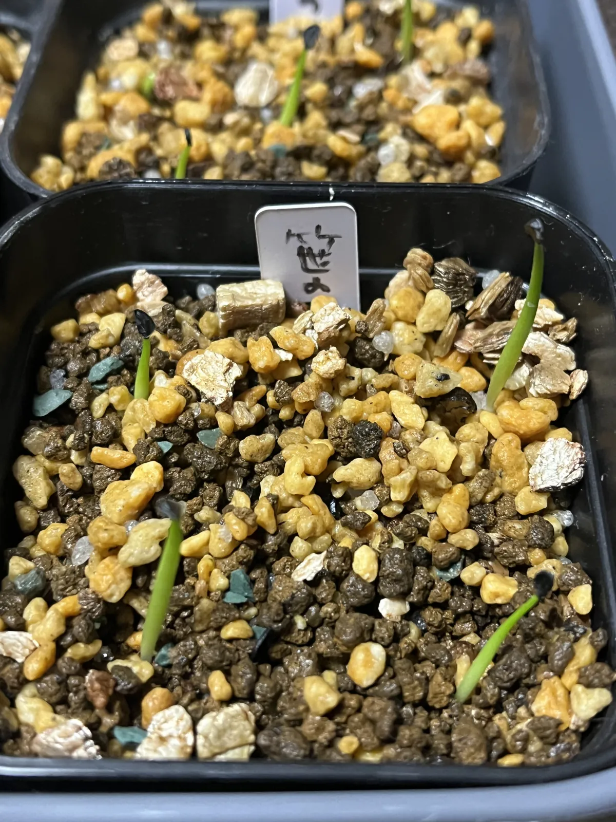 Agave victoriae-reginae (アガベ ビクトリアレジーナエ 笹の雪)