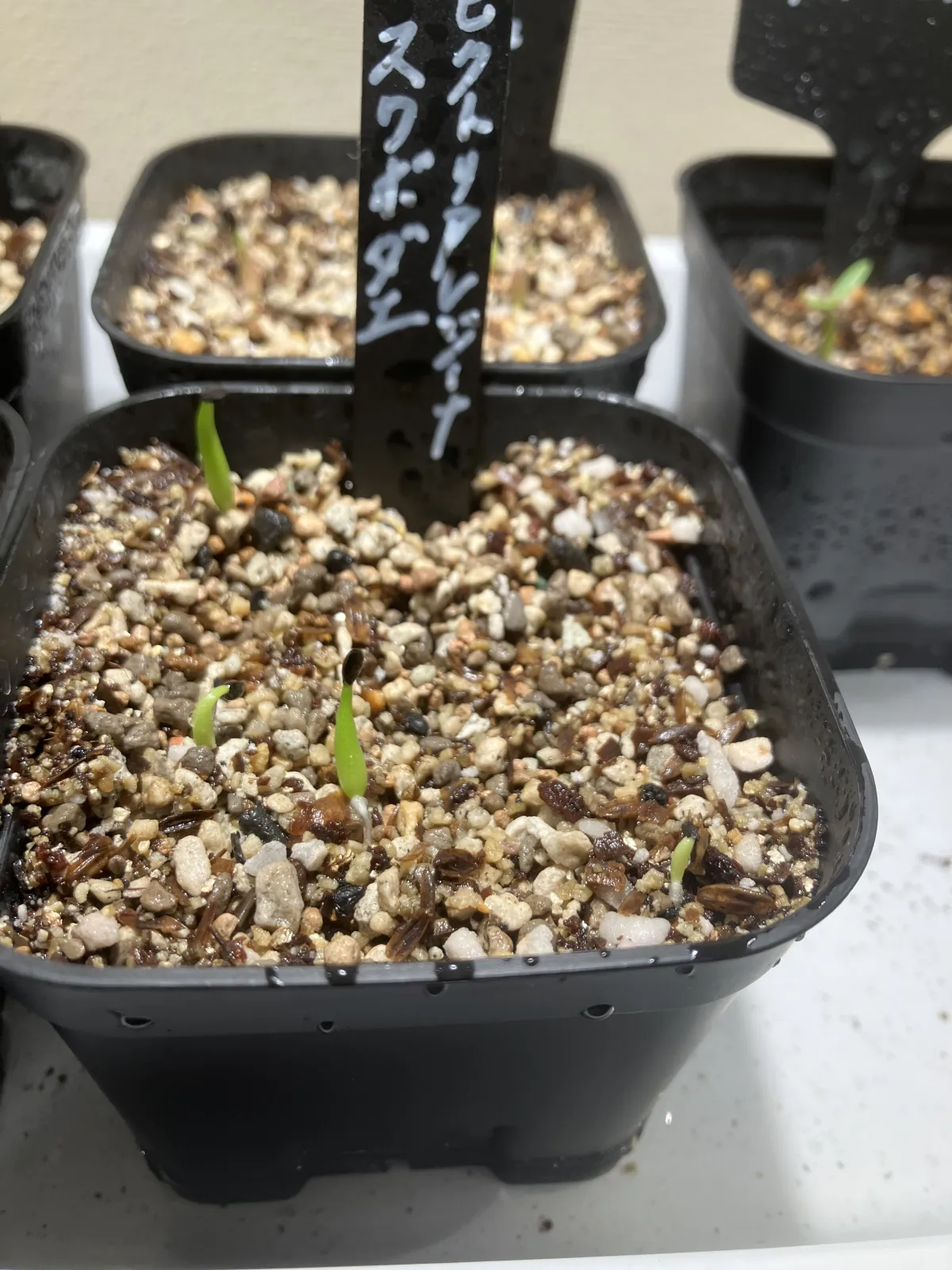 Agave victoriae-reginae ssp. swobodae 'Compacta' (アガベ スワボダエ コンパクタ‘’)