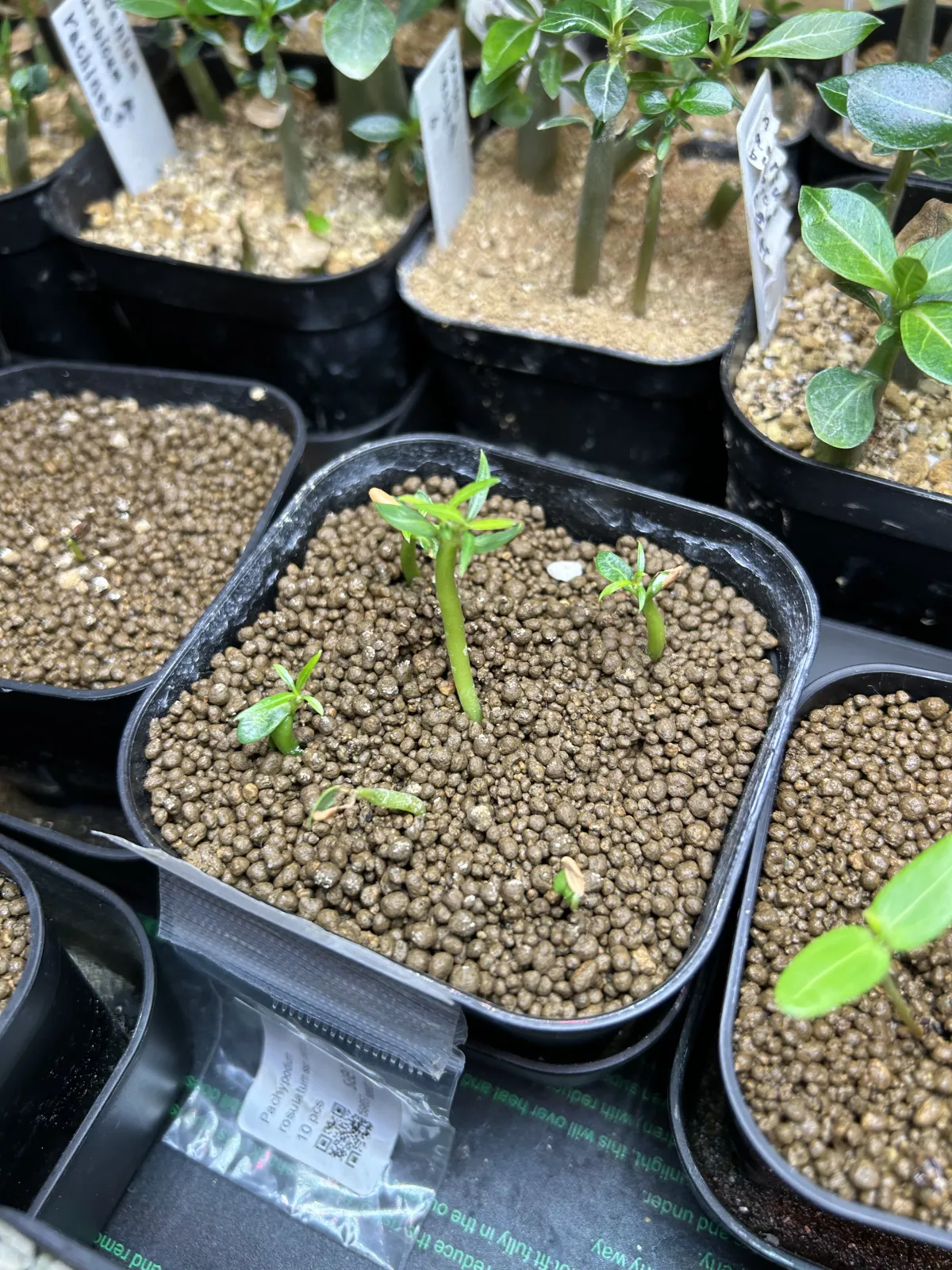 Pachypodium rosulatum (パキポディウム ロスラーツム)