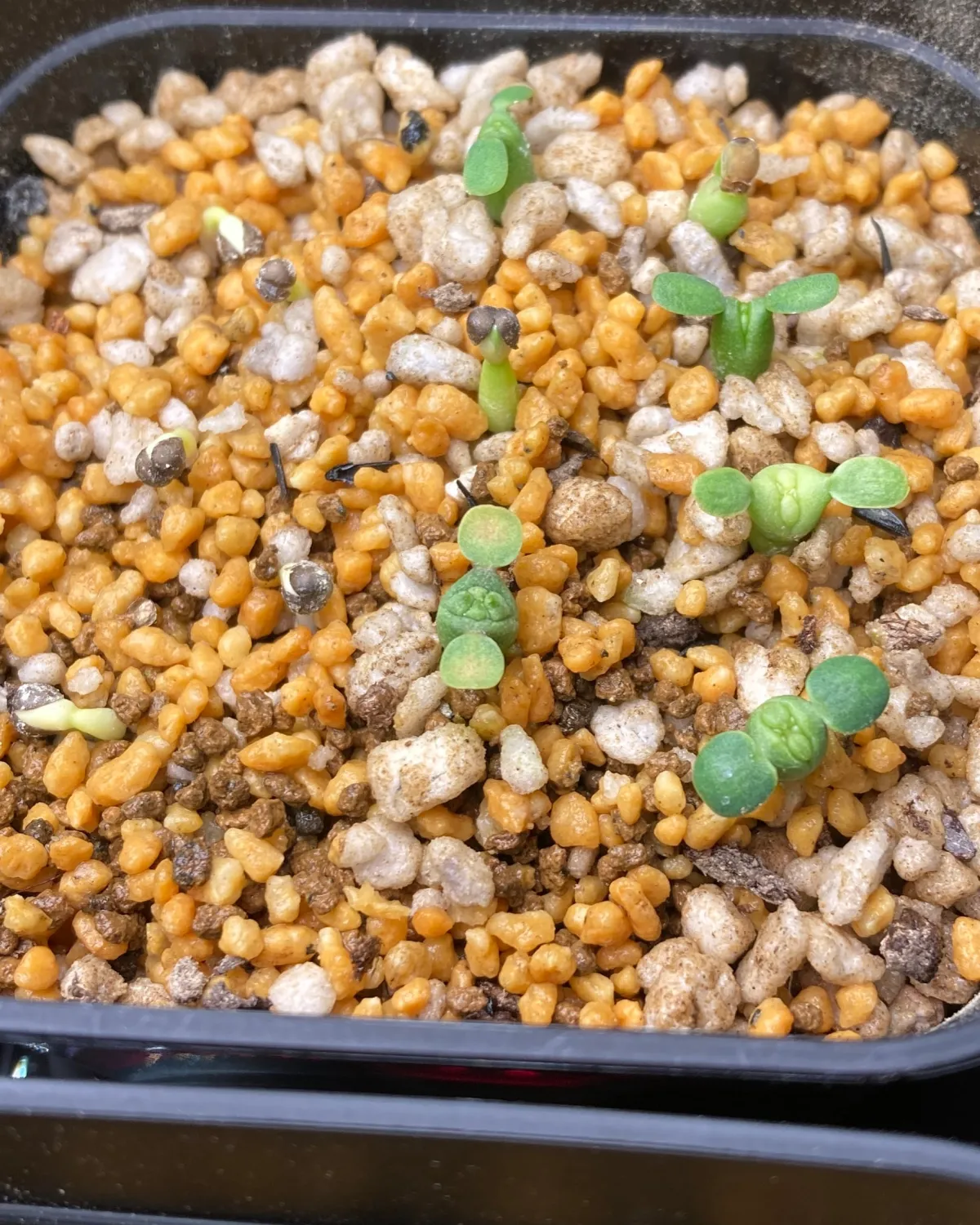 Euphorbia obesa subsp. obesa (ユーフォルビア オベサ)