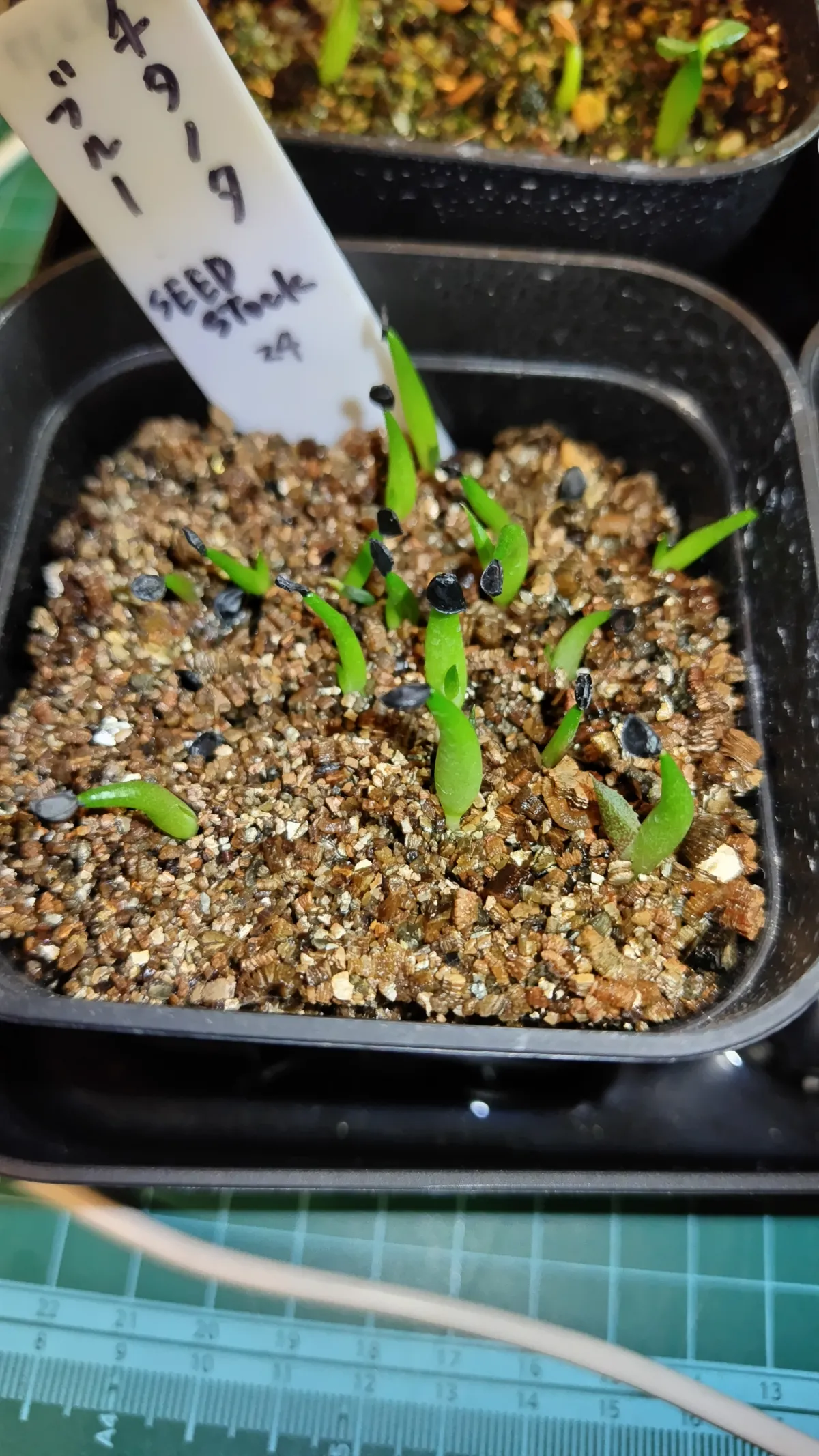 Agave titanota 'Blue' (アガベ チタノタブルー)