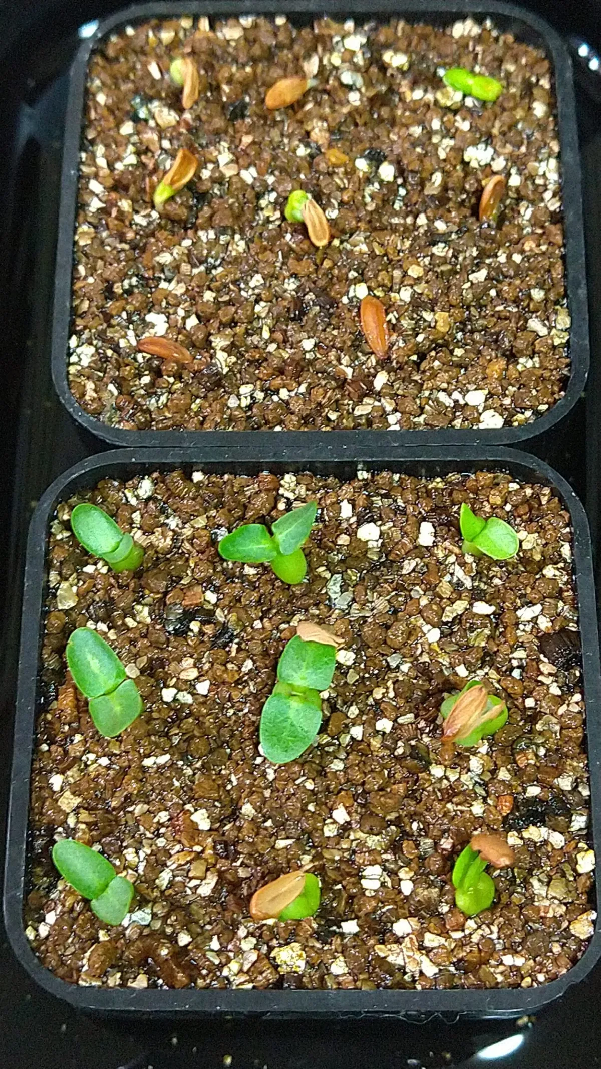 パキポディウム　エブレネウム