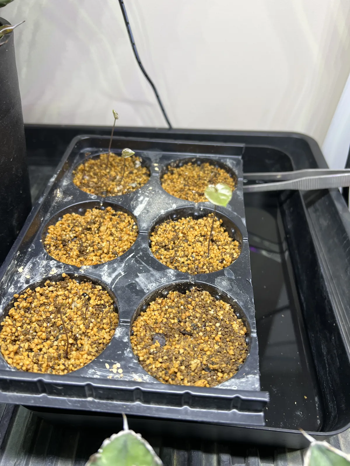 [チャレンジ種子] 亀甲竜 Dioscorea elephantipes ディオスコレア エレファンティペス 未発芽ロット