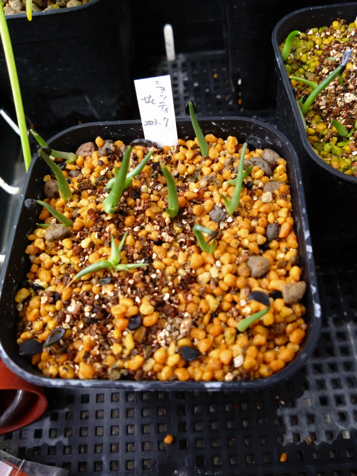 Agave schottii var. schottii (アガベ ショッティ)