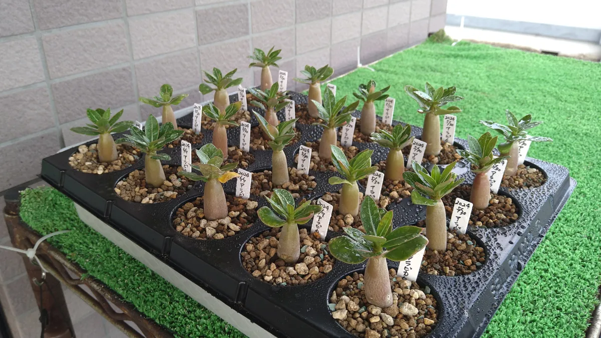 Adenium arabicum (アデニウム アラビカム)