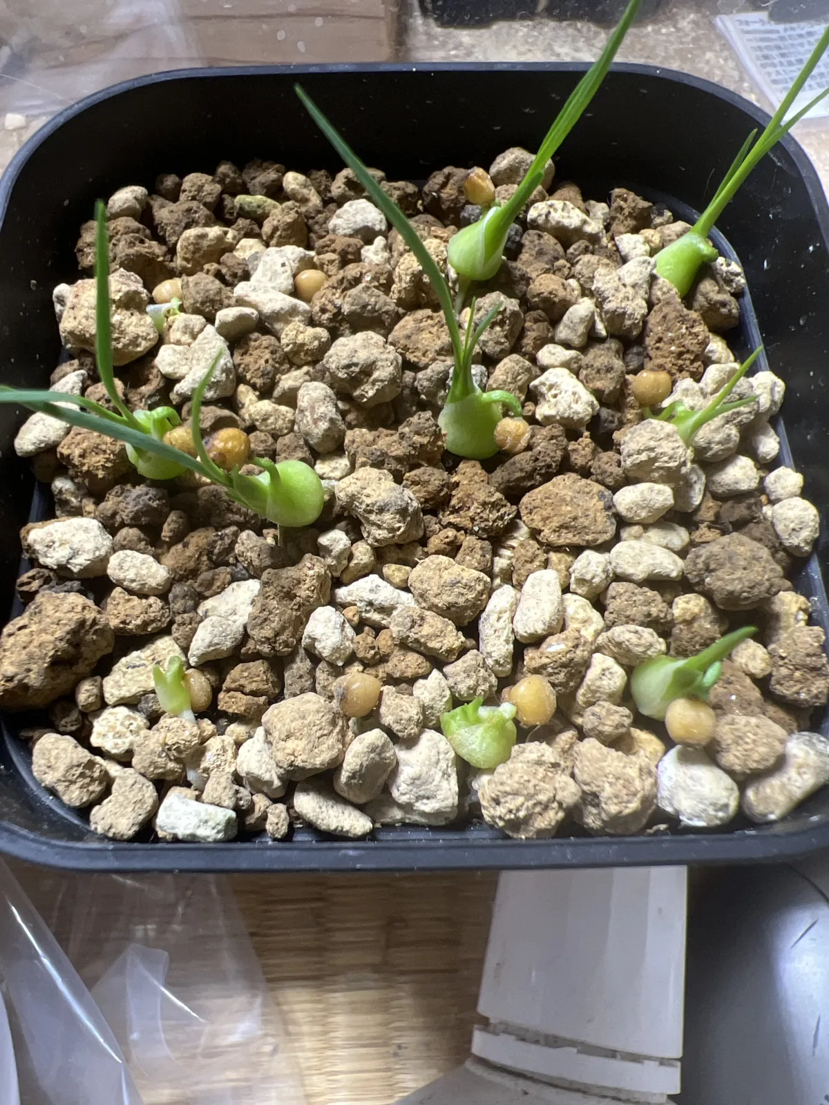 Beaucarnea gracilis (ボーカルネア グラキリス)