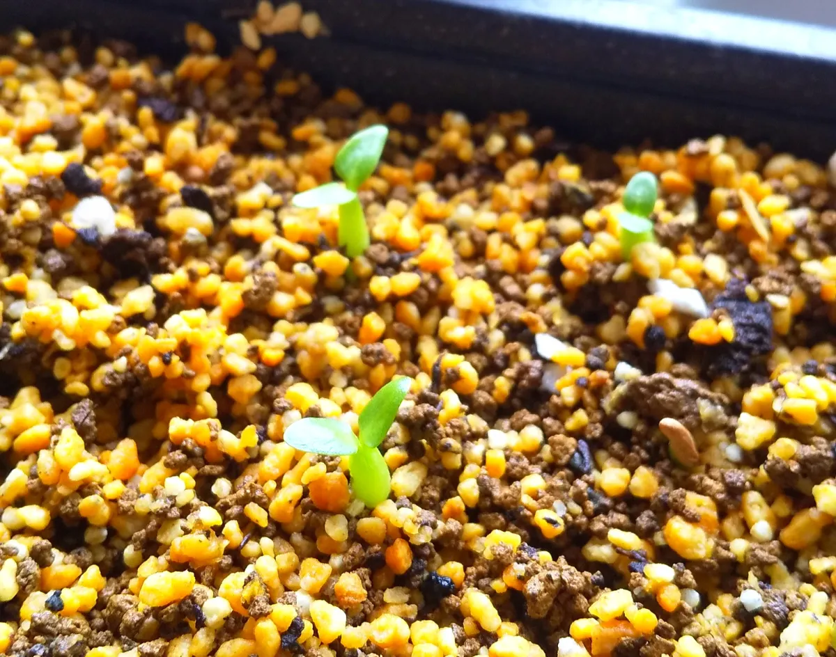 Pachypodium horombense (パキポディウム ホロンベンセ)