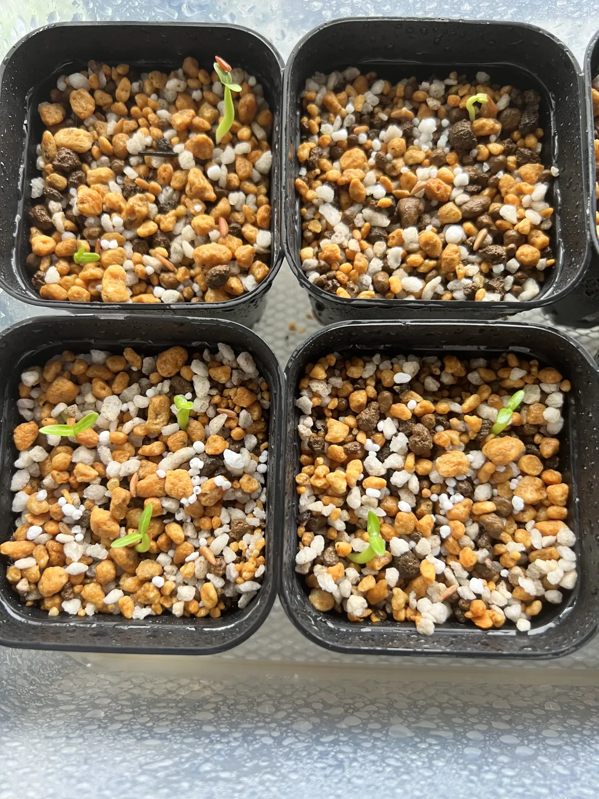 Pachypodium rosulatum var. gracilius (パキポディウム グラキリス)