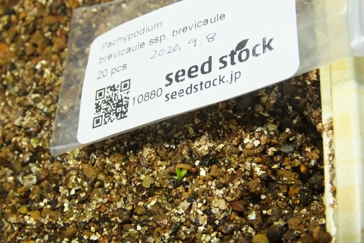 [モニター種子] パキポディウム ブレビカウレ Pachypodium brevicaule ssp. brevicaule