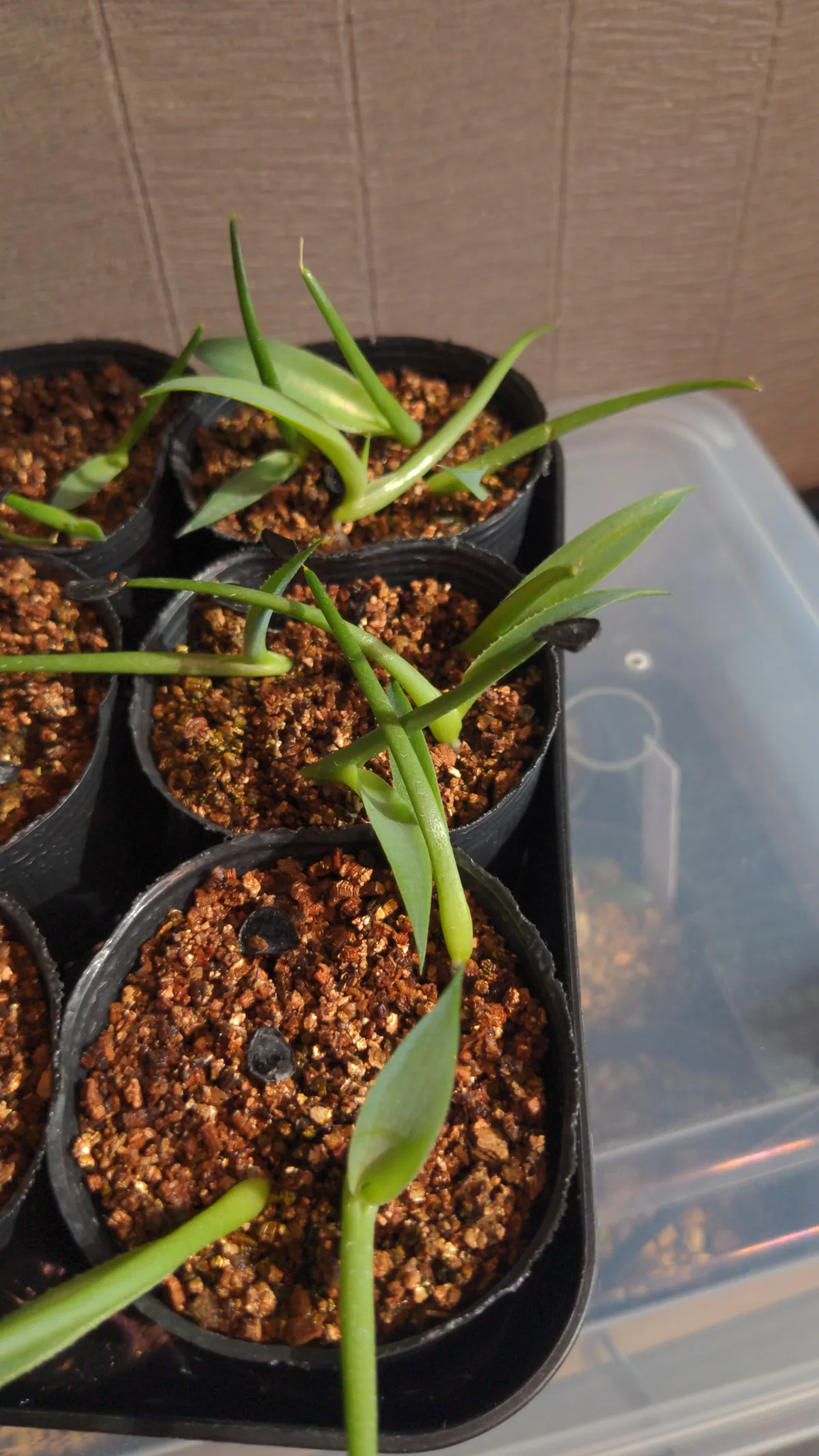 Agave americana ssp. protoamericana (アガベ プロトアメリカーナ)