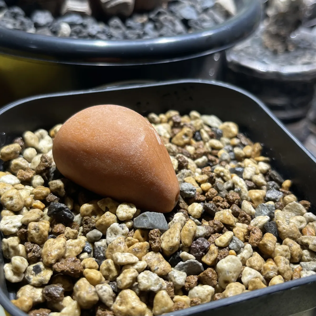 Dioon califanoi (ディオーン カリファノイ)