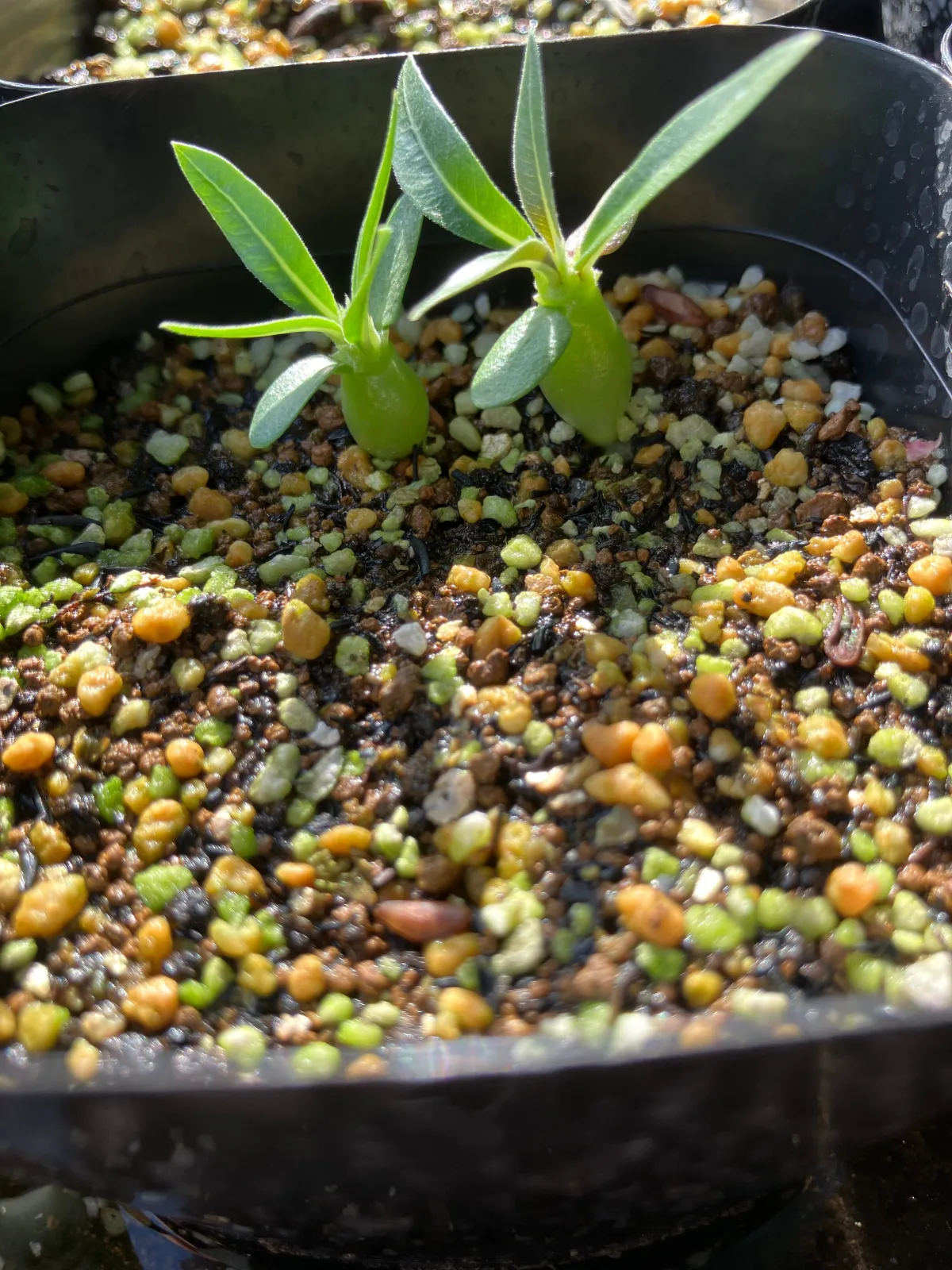 Pachypodium rosulatum subsp. makayense (パキポディウム マカイエンセ)