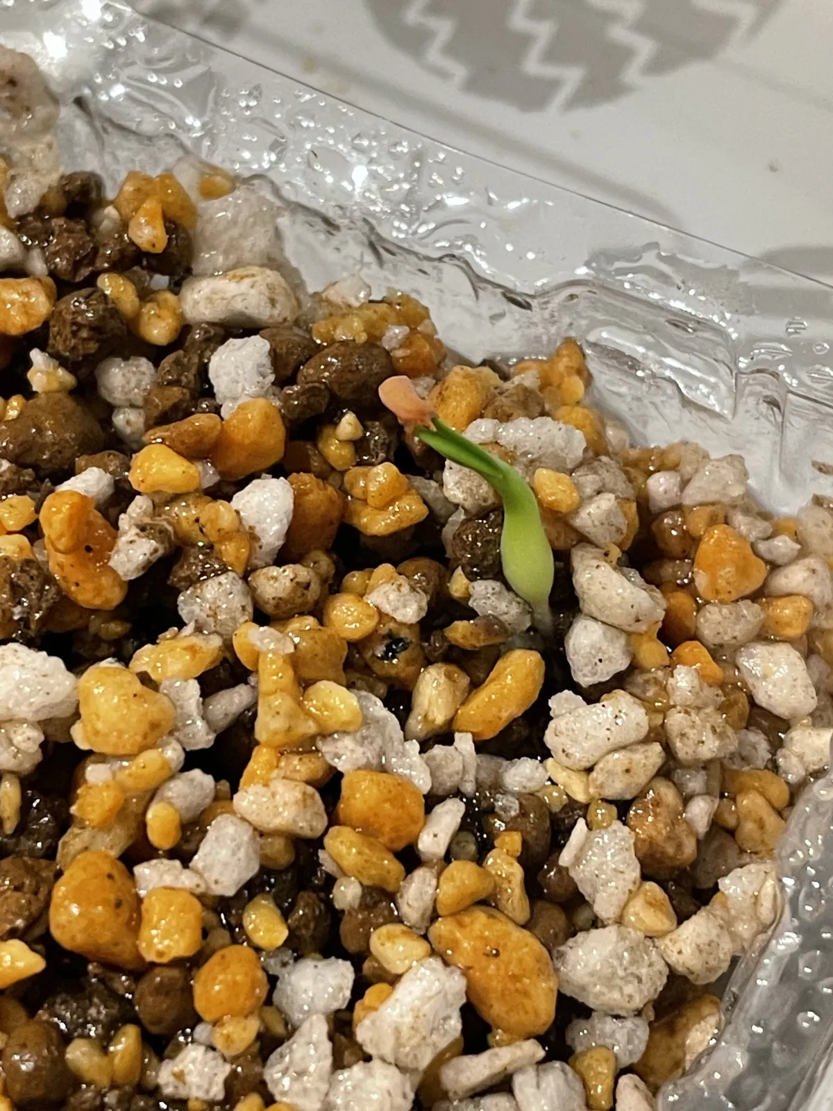 Pachypodium rosulatum var. gracilius (パキポディウム グラキリス)