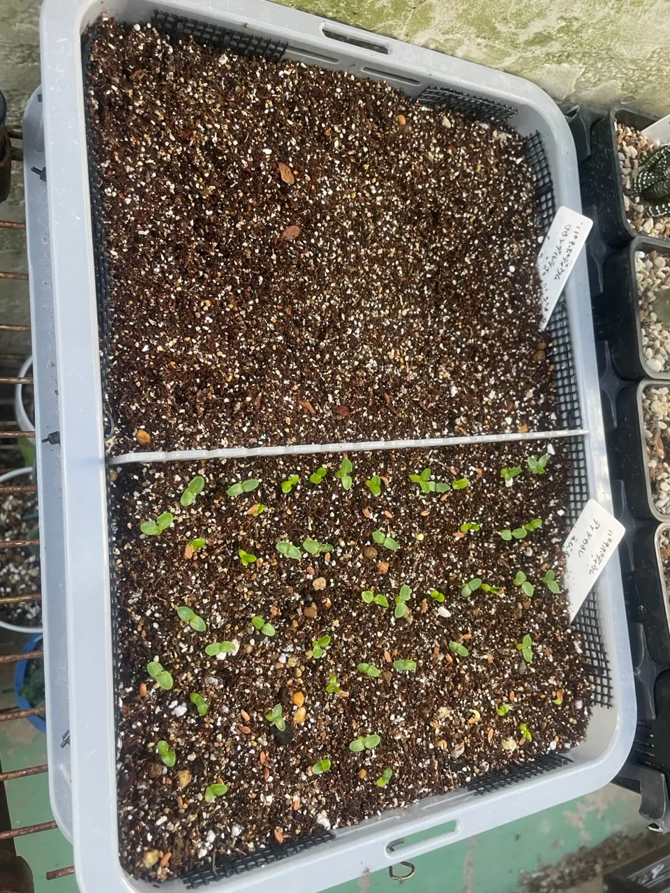 Pachypodium saundersii (パキポディウム サンデルシー 白馬城)