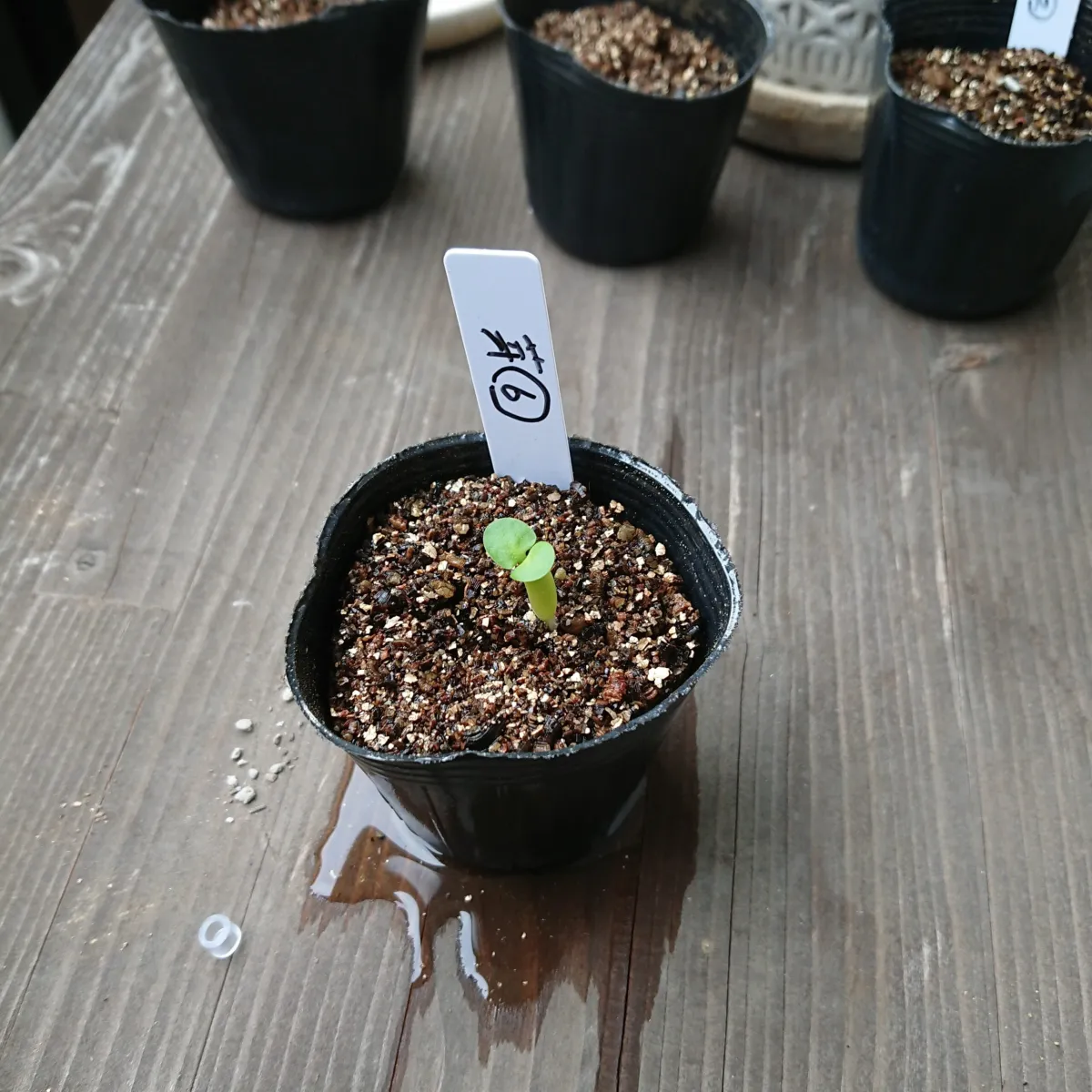 Pachypodium succulentum (パキポディウム サキュレンタム 天馬空)