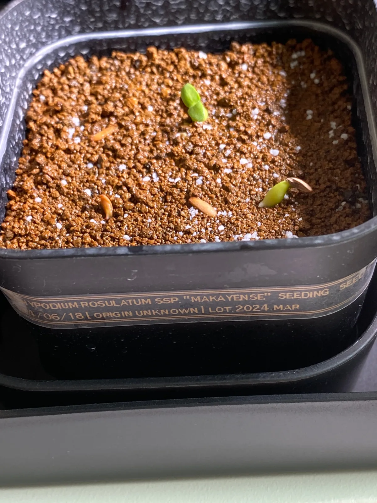 Pachypodium rosulatum subsp. makayense (パキポディウム マカイエンセ)