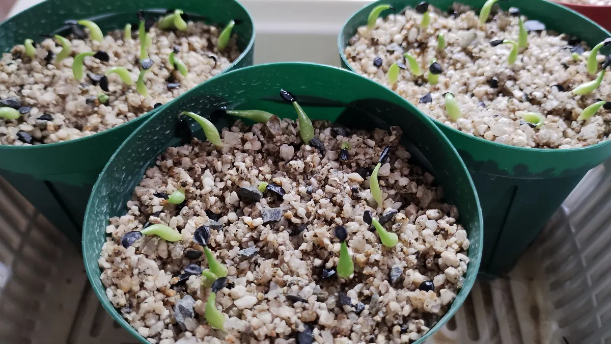 Agave oteroi (アガベ オテロイ)