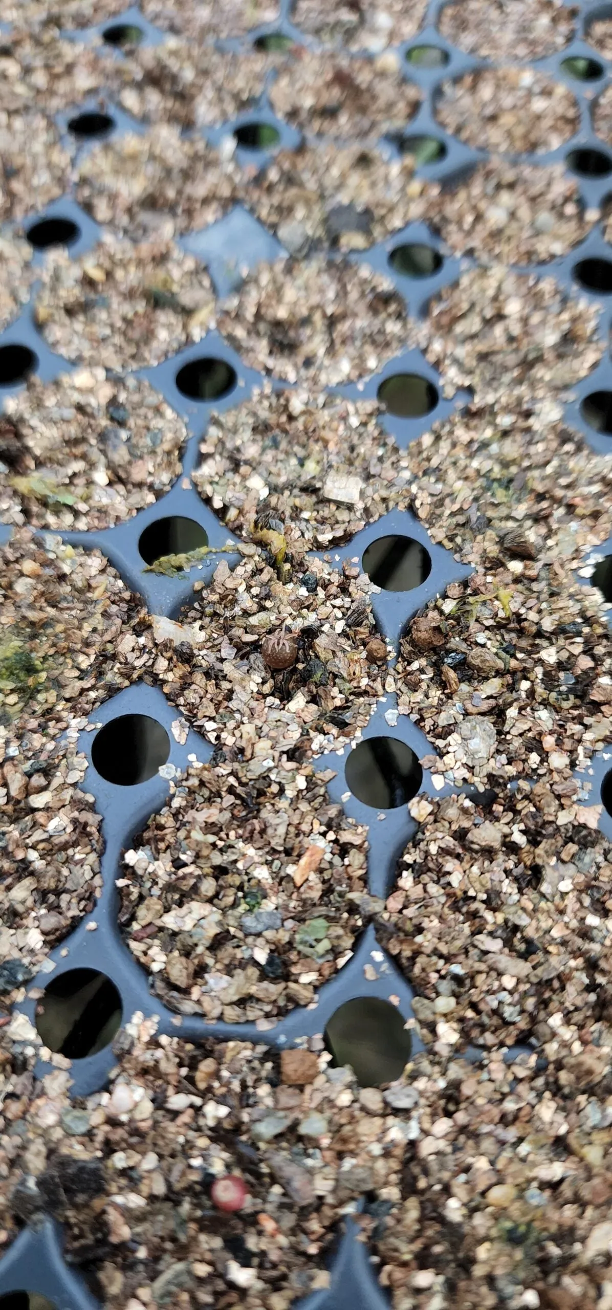 Ariocarpus retusus Seven Stars (アリオカルプス レツーサス 岩牡丹)