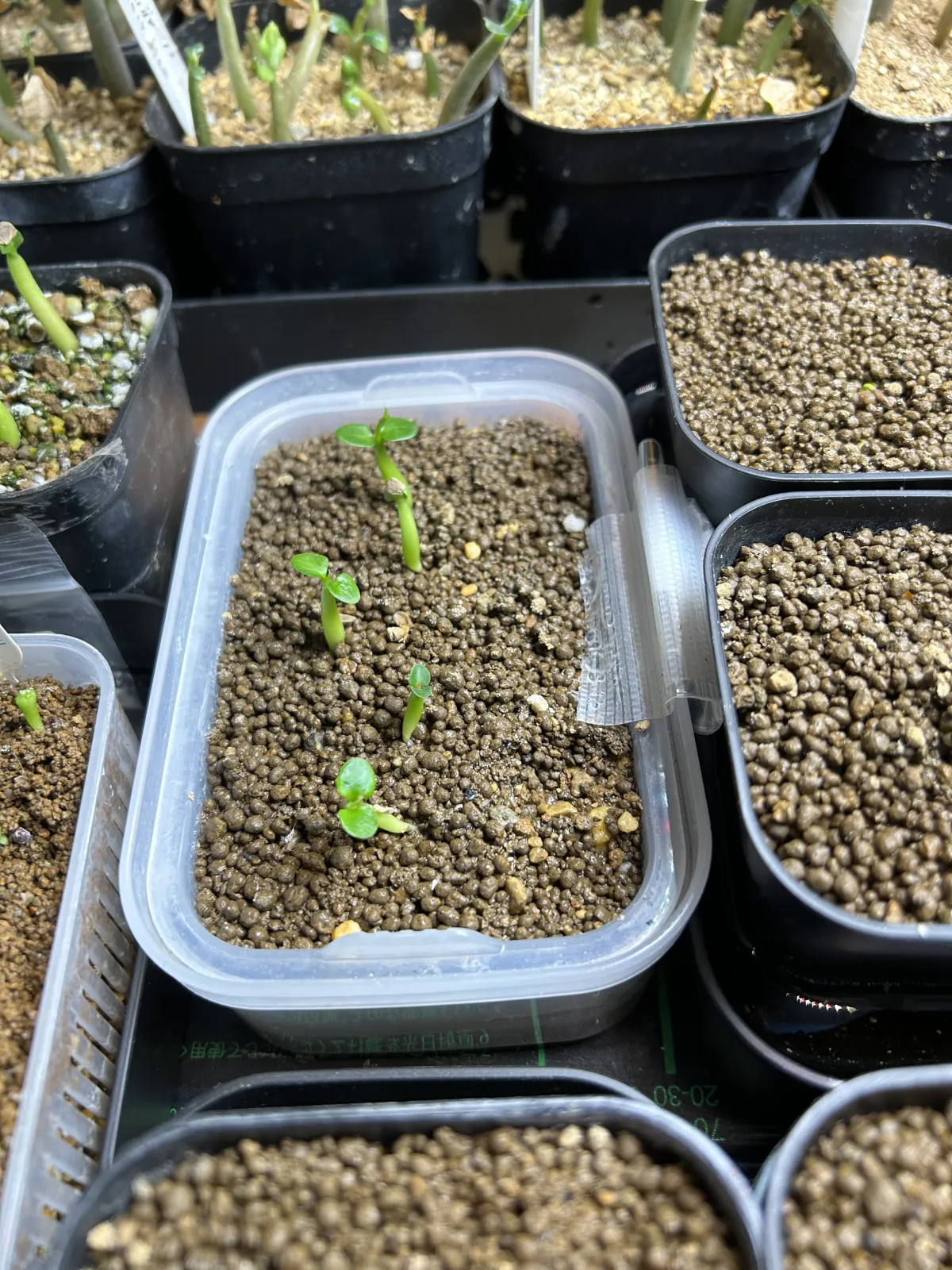 Pachypodium succulentum (パキポディウム サキュレンタム 天馬空)