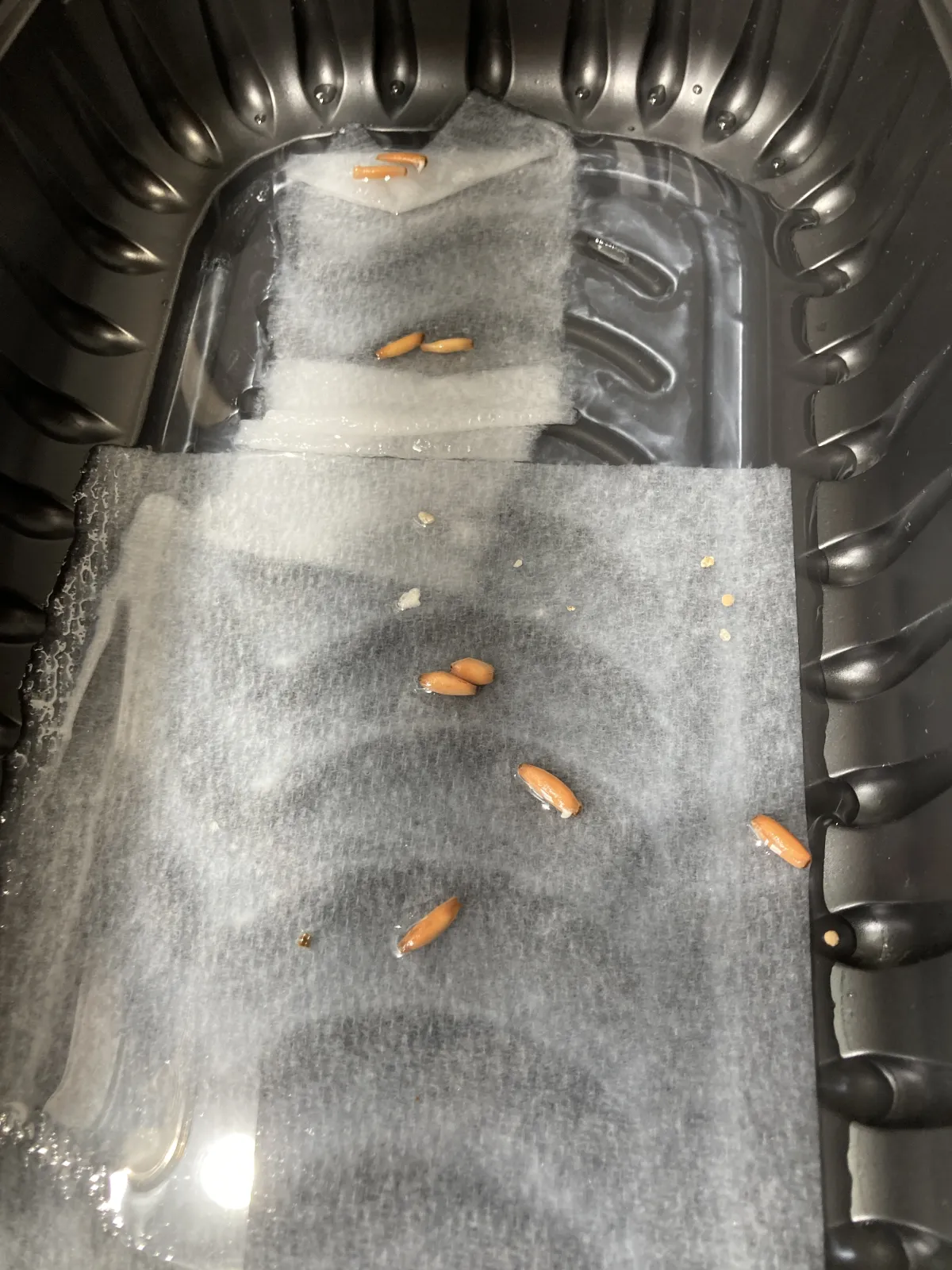 Adenium arabicum (アデニウム アラビカム)