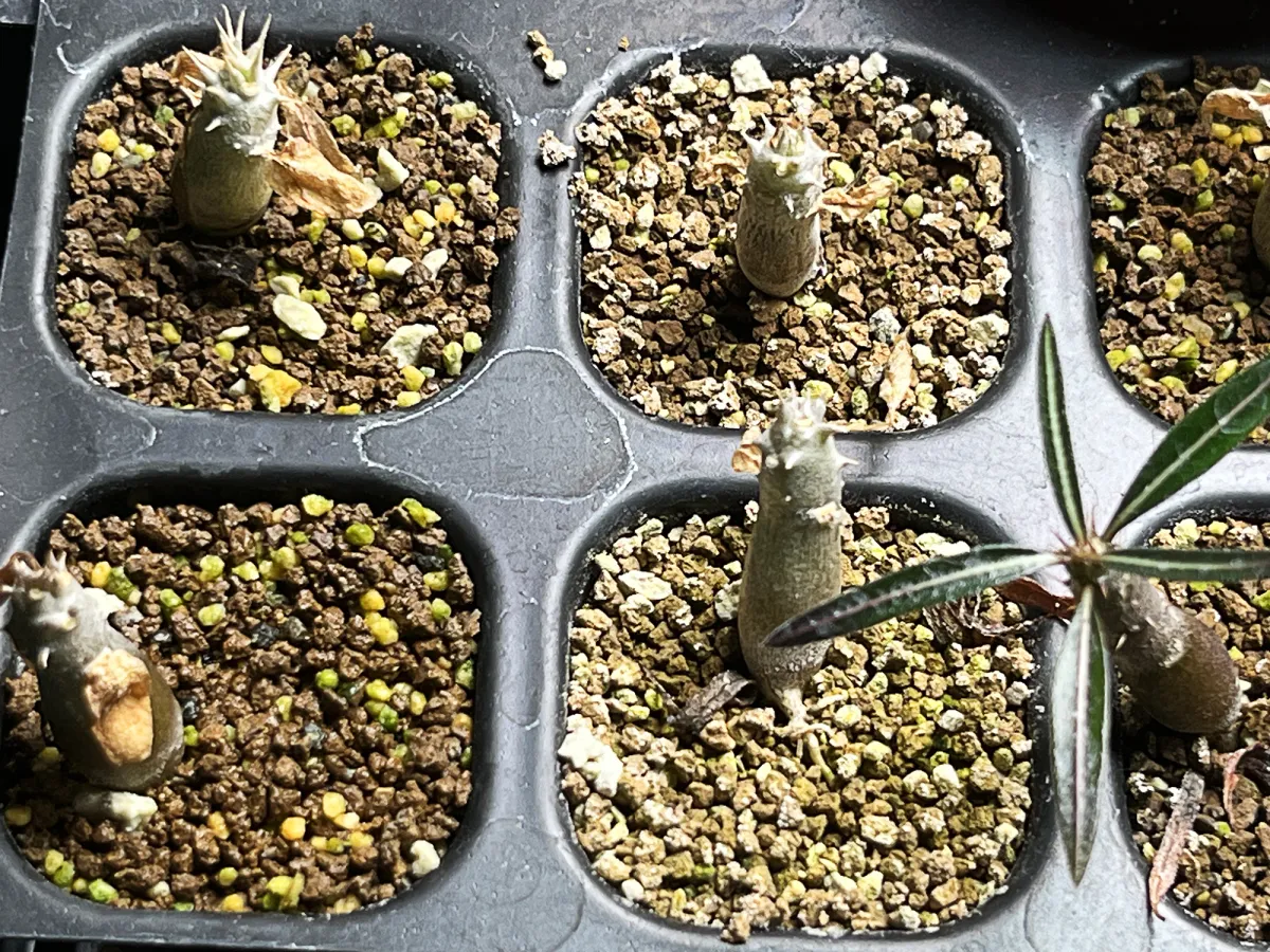 Pachypodium densiflorum var. brevicalyx (パキポディウム ブレビカリックス)