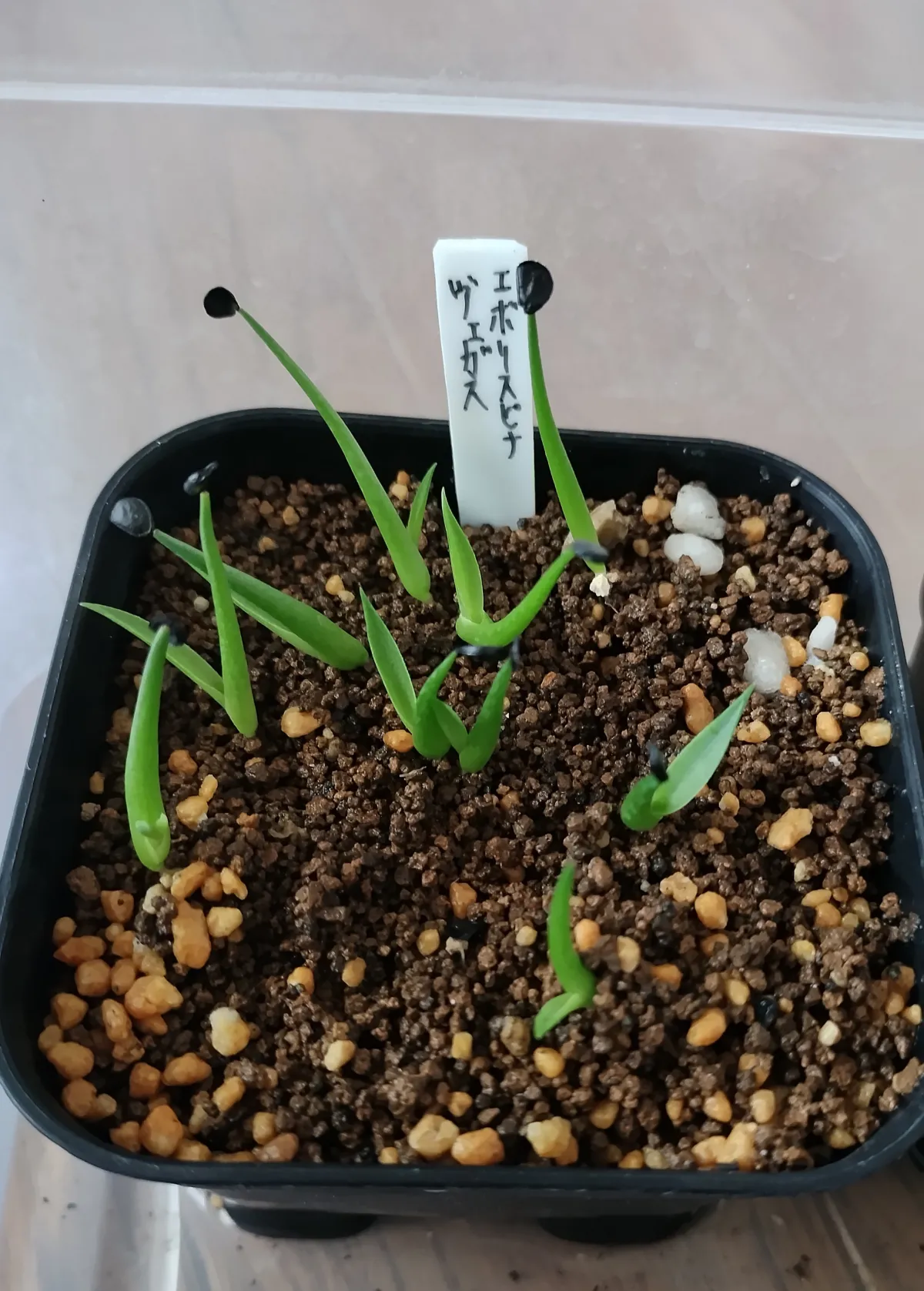 Agave utahensis var. eborispina 'Vegas' (アガベ エボリスピナ ヴェガス)