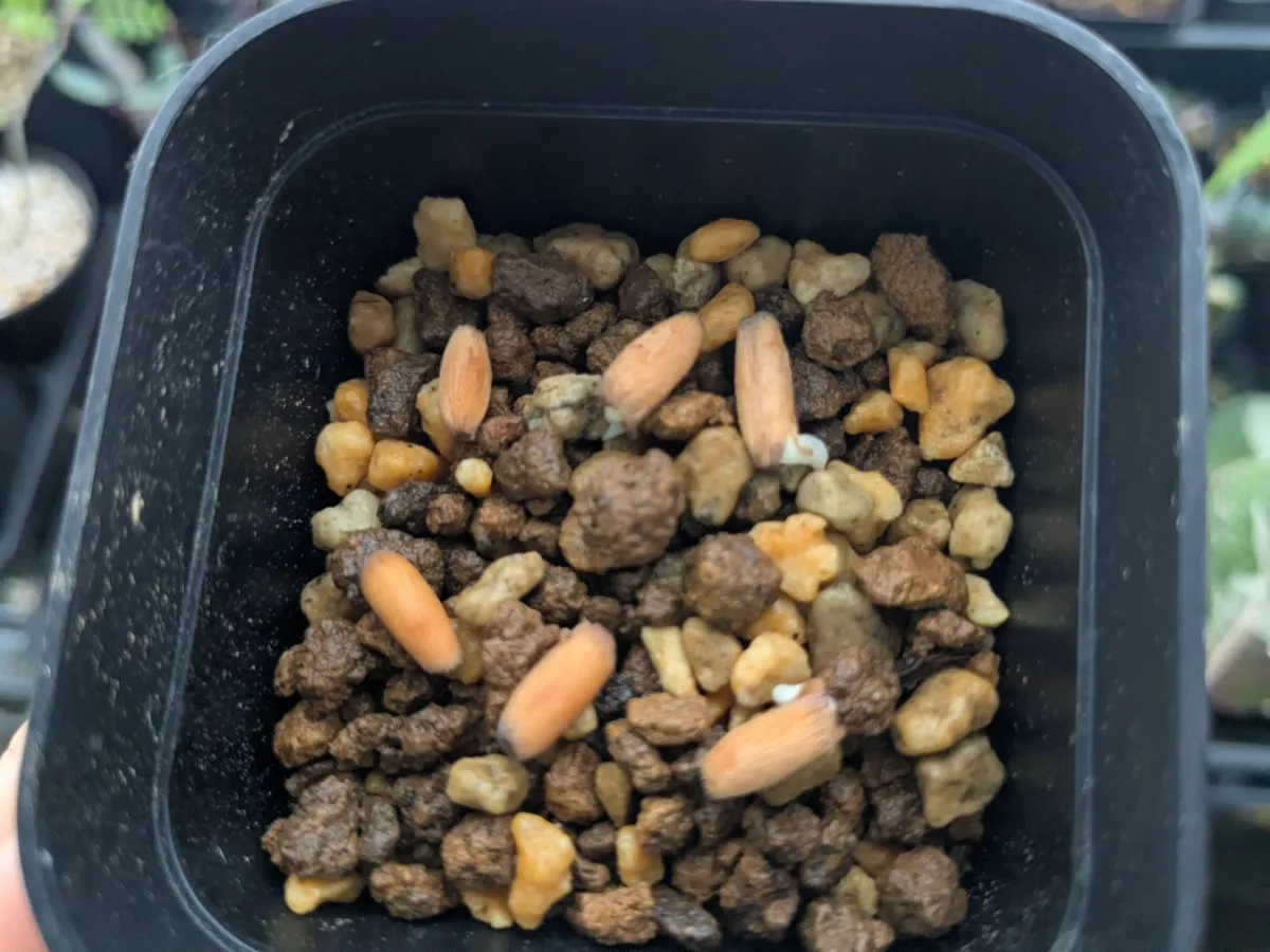 Adenium arabicum King Kong (アデニウム アラビカム キングコング)