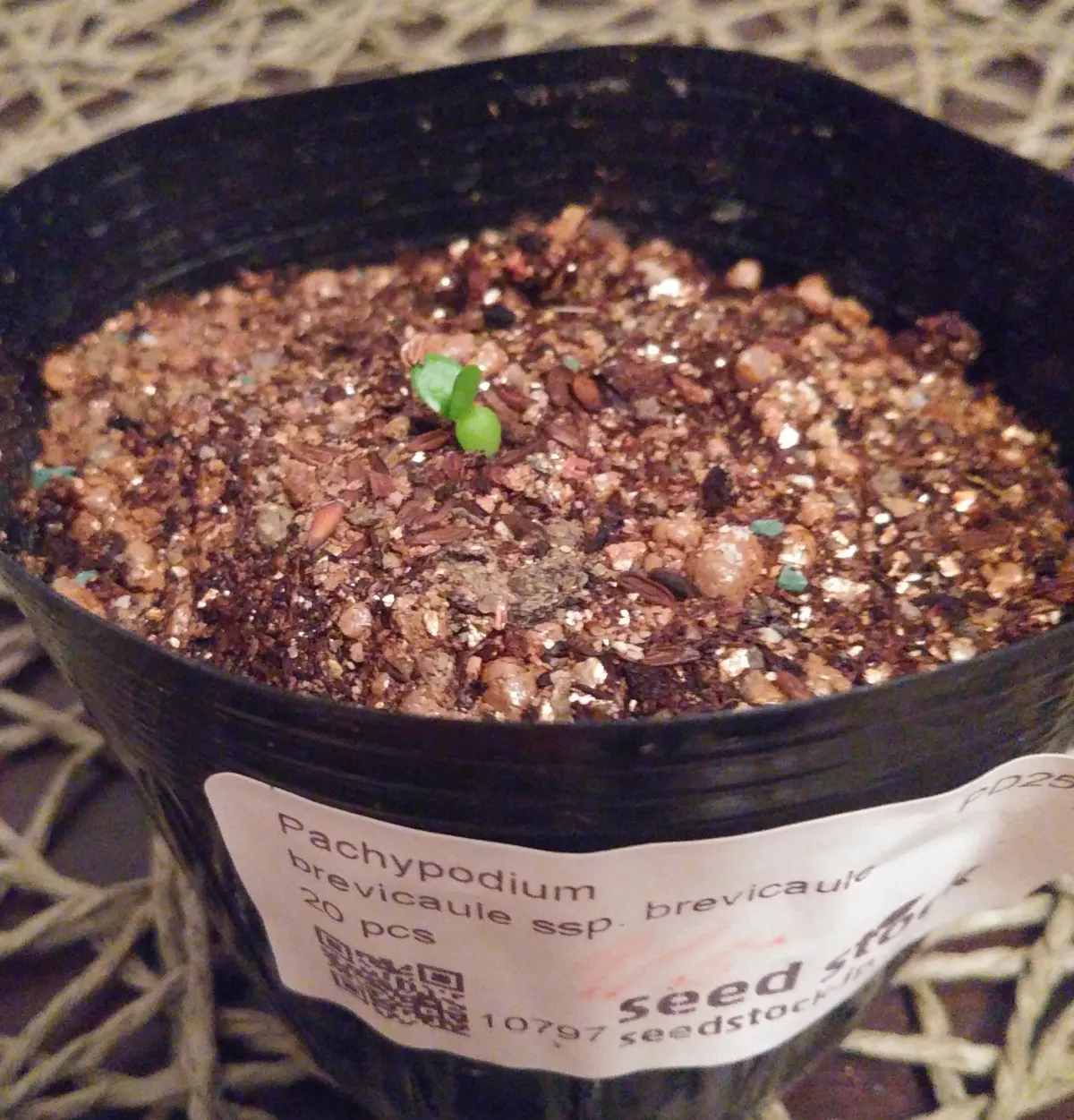 パキポディウム　ブレビカウレ　モニター種子