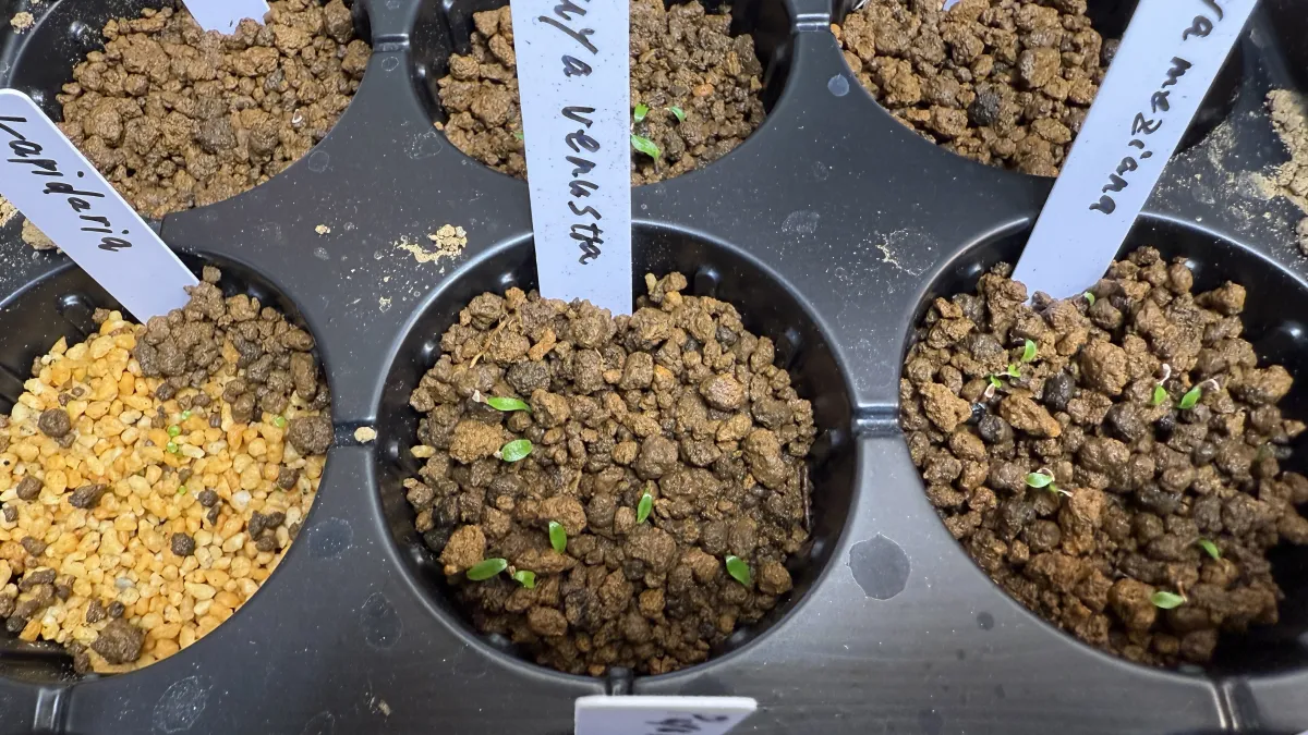 Puya venusta (プヤ ベヌスタ)