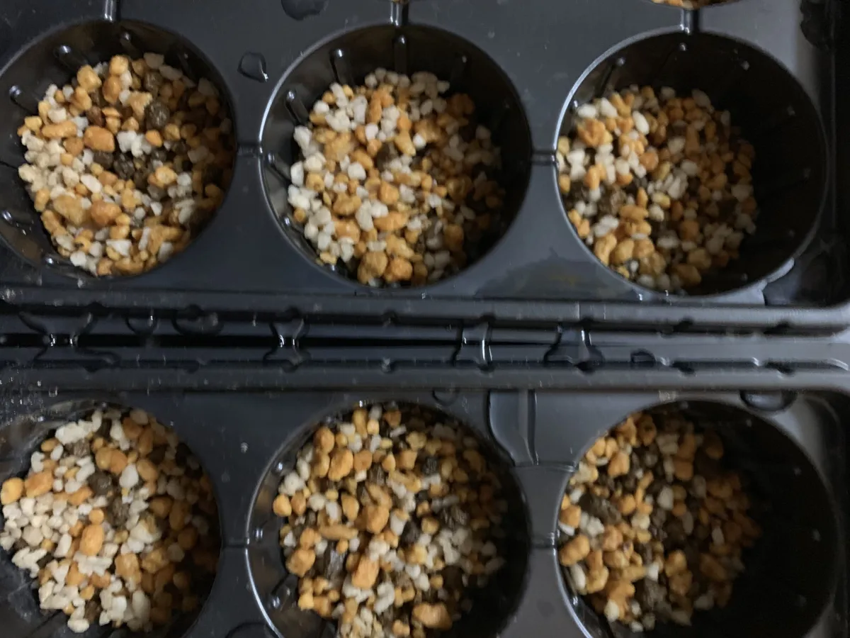 [モニター種子] パキポディウム ブレビカウレ Pachypodium brevicaule ssp. brevicaule