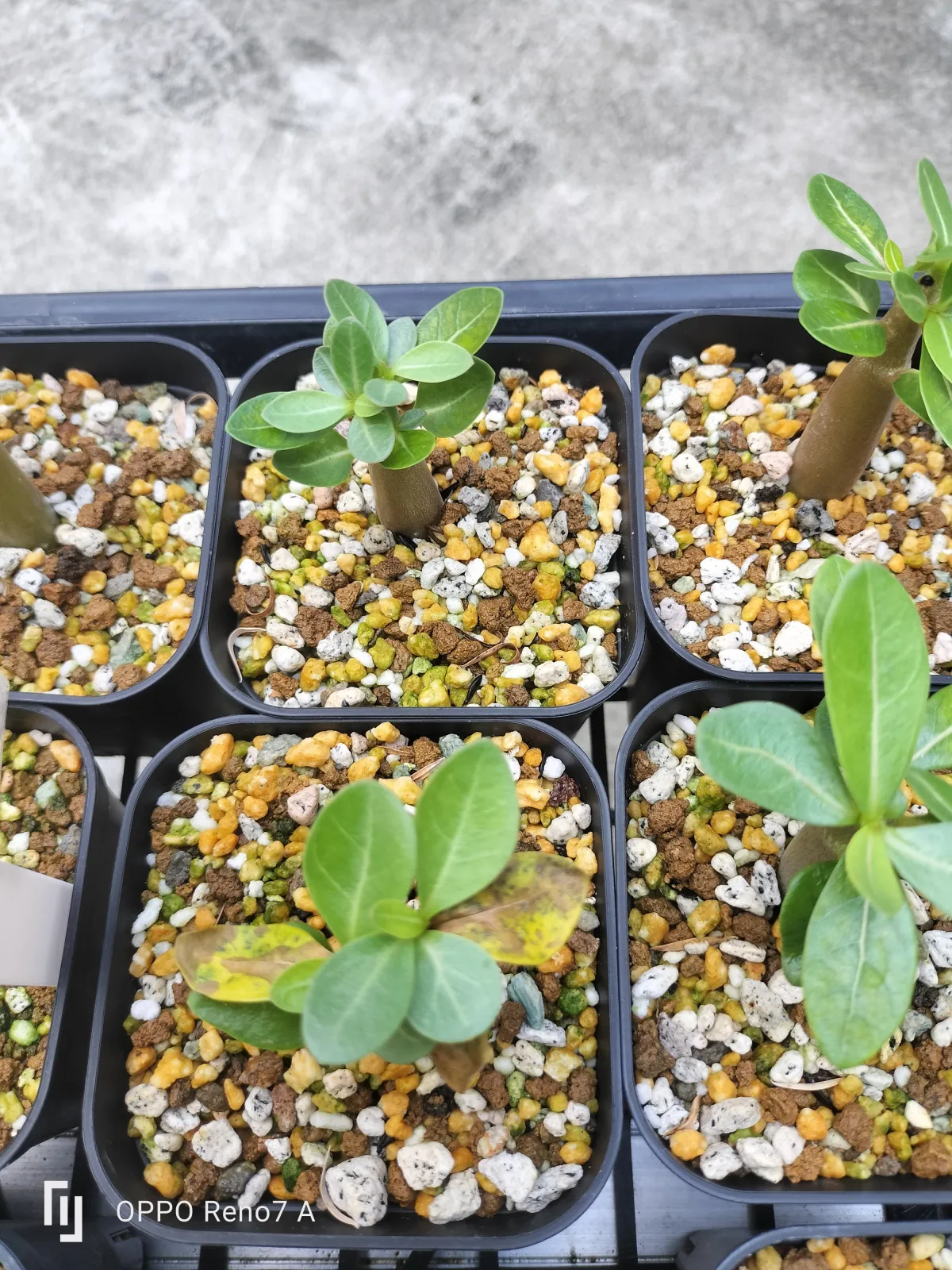 Adenium arabicum (アデニウム エイリアン)