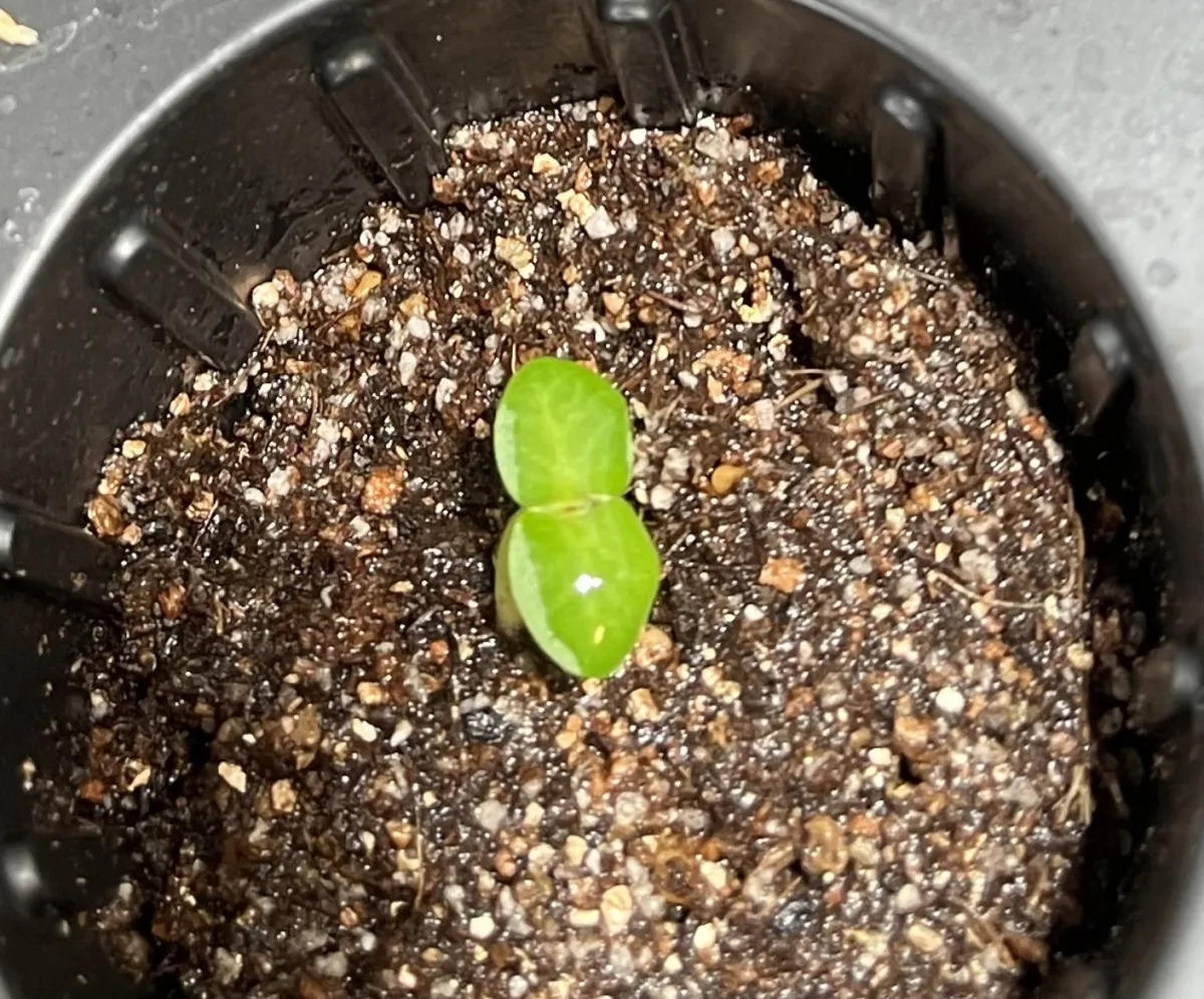 Pachypodium succulentum (パキポディウム サキュレンタム 天馬空)