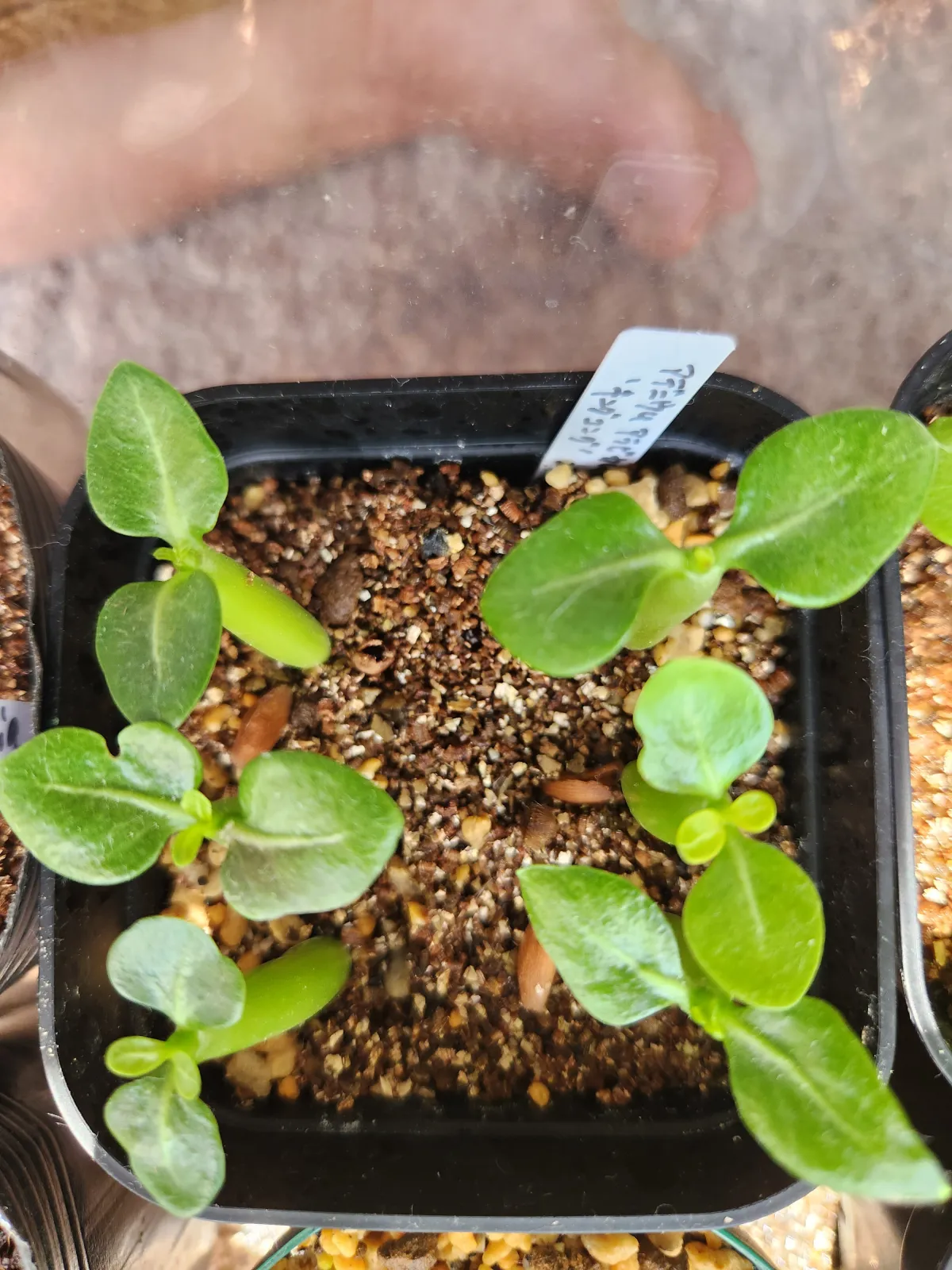 Adenium arabicum King Kong (アデニウム アラビカム キングコング)