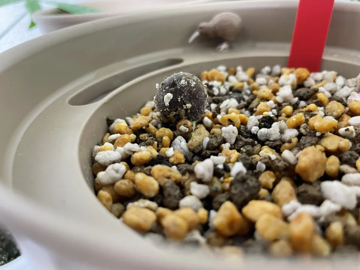 Adansonia digitata (アダンソニア（バオバブ） ディギタータ)