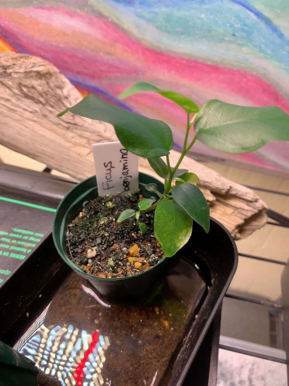 Ficus benjamina (フィカス ベンジャミン)