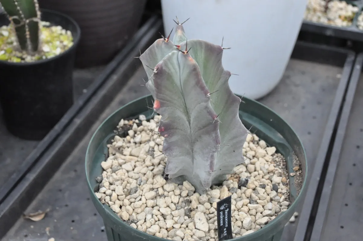 Stenocereus pruinosus (ステノセレウス 朝霧閣)