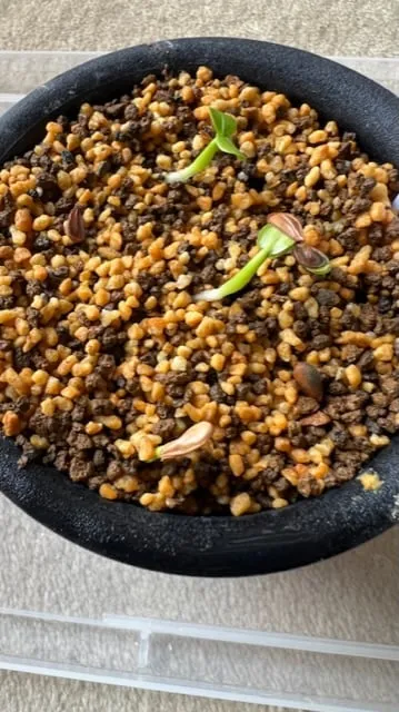 Pachypodium windsorii (パキポディウム ウィンゾリー)