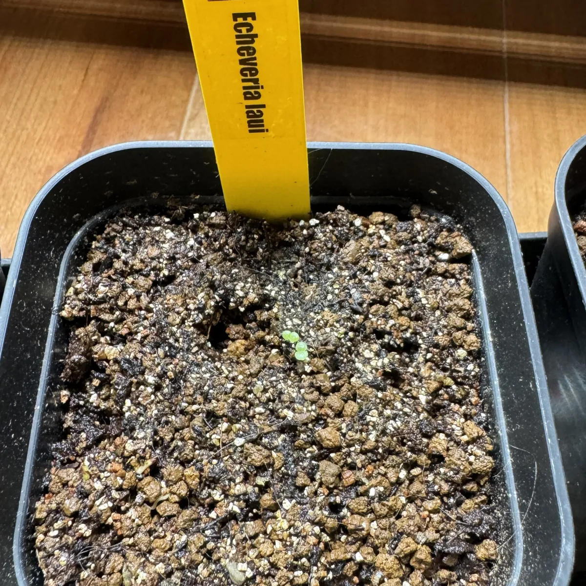 Echeveria laui La Roseta (エケベリア ラウイ)