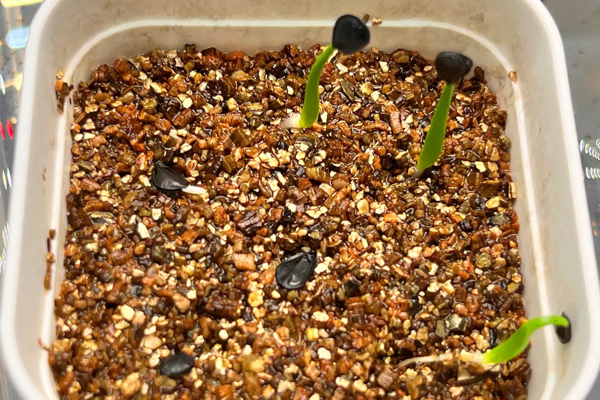 Agave parrasana (アガベ パラサナ)