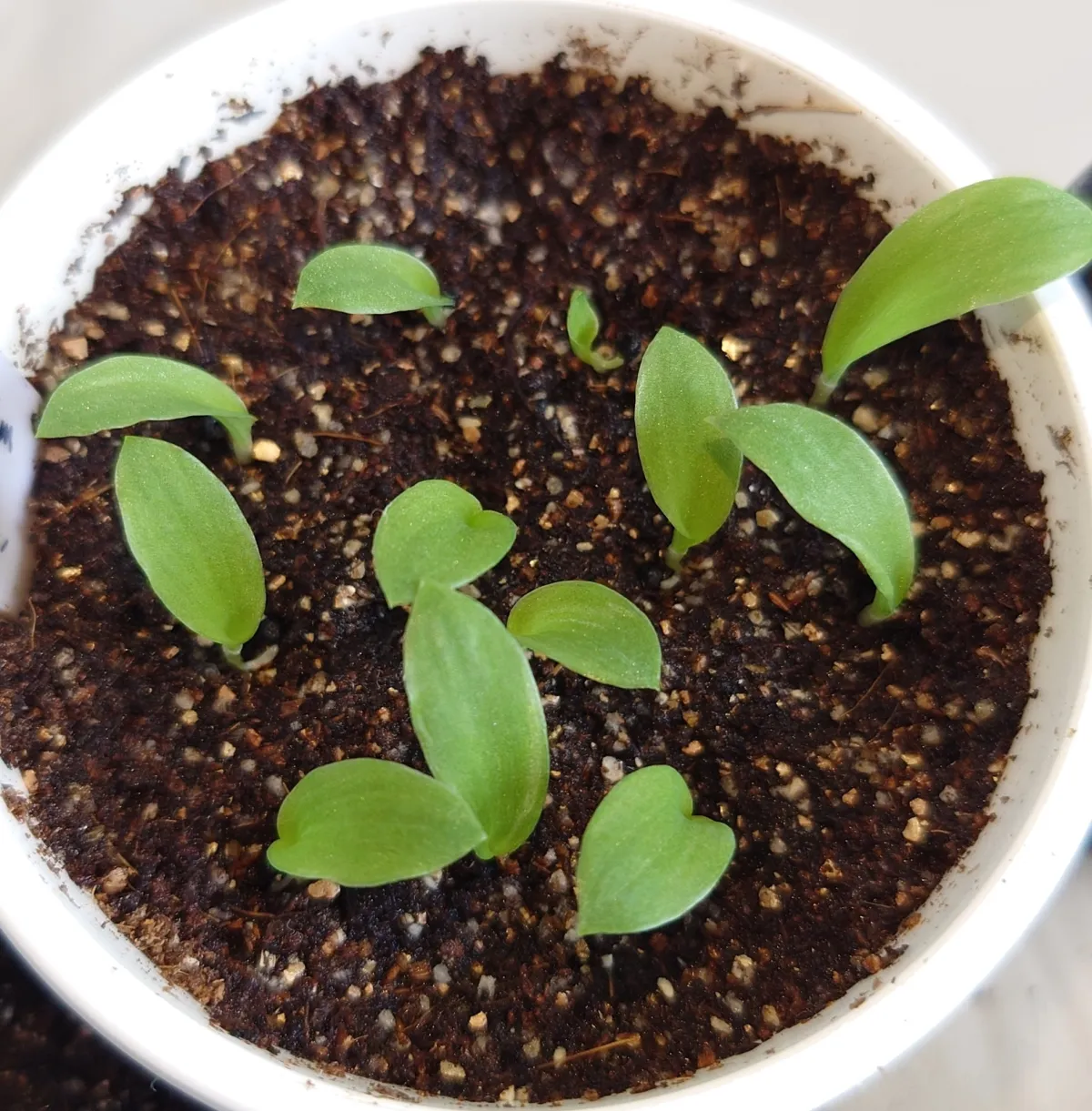 Chlorophytum orchidastrum 'Princess Mabel' (クロロフィツム プリンセス メイブル)