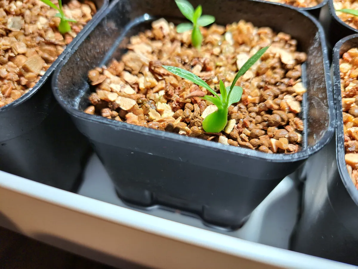 Pachypodium rosulatum subsp. makayense (パキポディウム マカイエンセ)