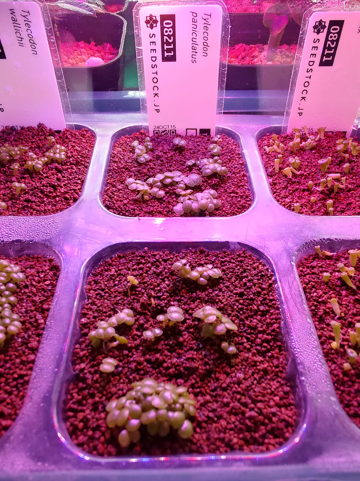 Tylecodon paniculatus (ティレコドン パニクラタス)