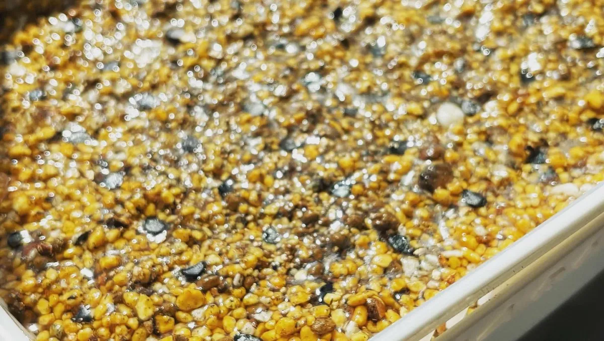 Agave utahensis ssp. utahensis (アガベ ユタエンシス)