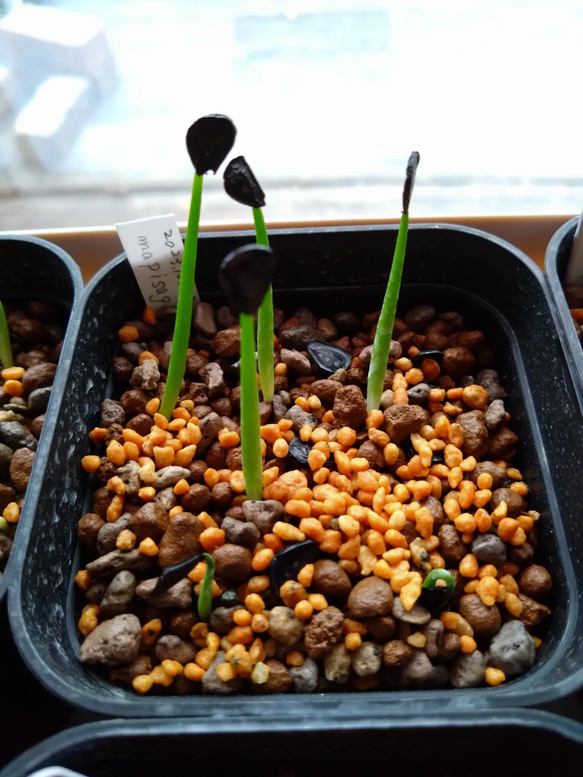 Agave mapisaga (アガベ マピサガ)