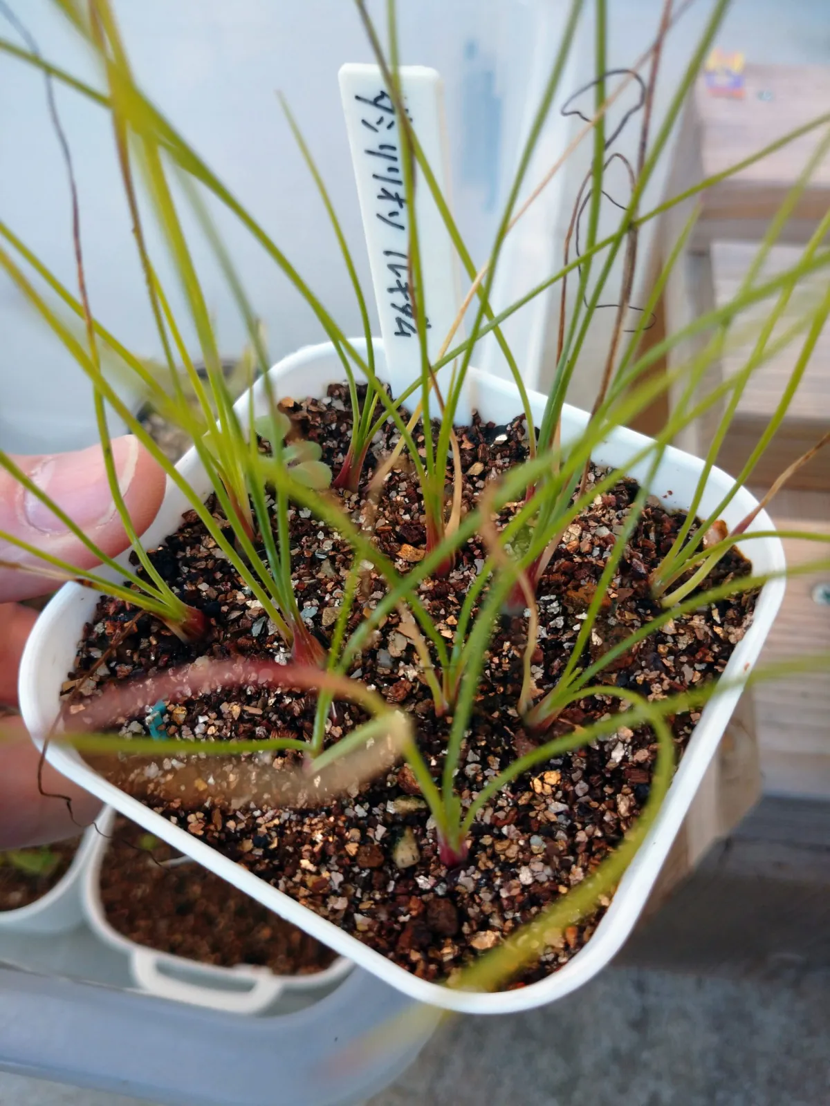 Dasylirion lucidum (ダシリリオン ルキダム)