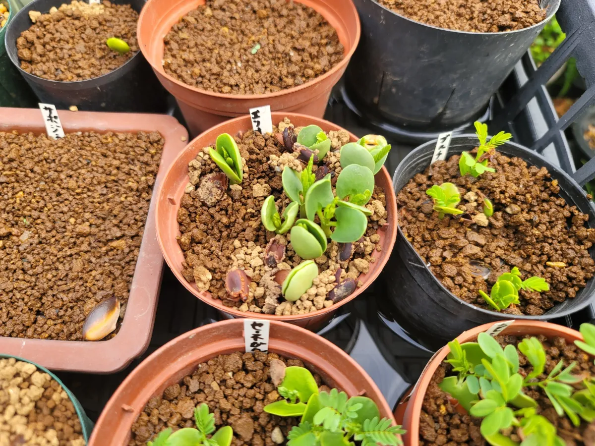 Acacia Acacia erioloba (アカシア エリオロバ)