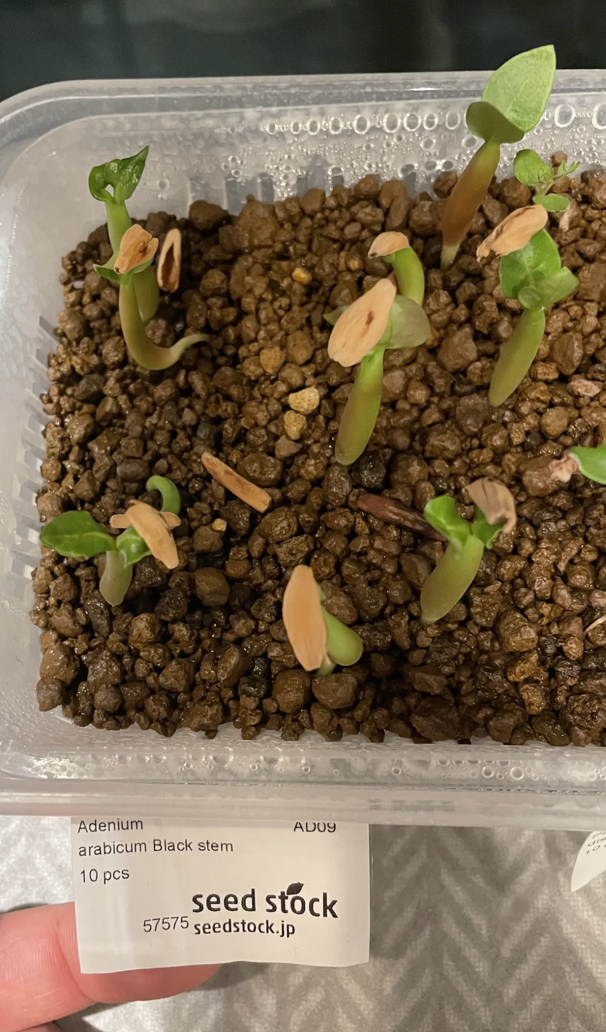 Adenium arabicum Black Stem (アデニウム アラビカム ブラックステム)