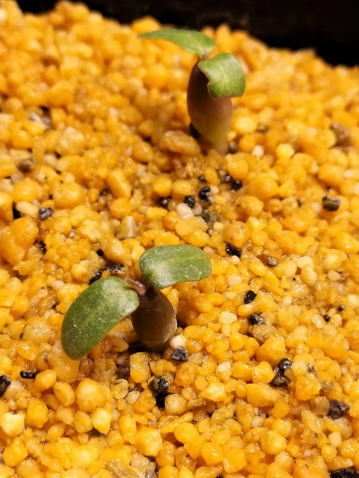 Pachypodium rosulatum var. gracilius (パキポディウム グラキリス)