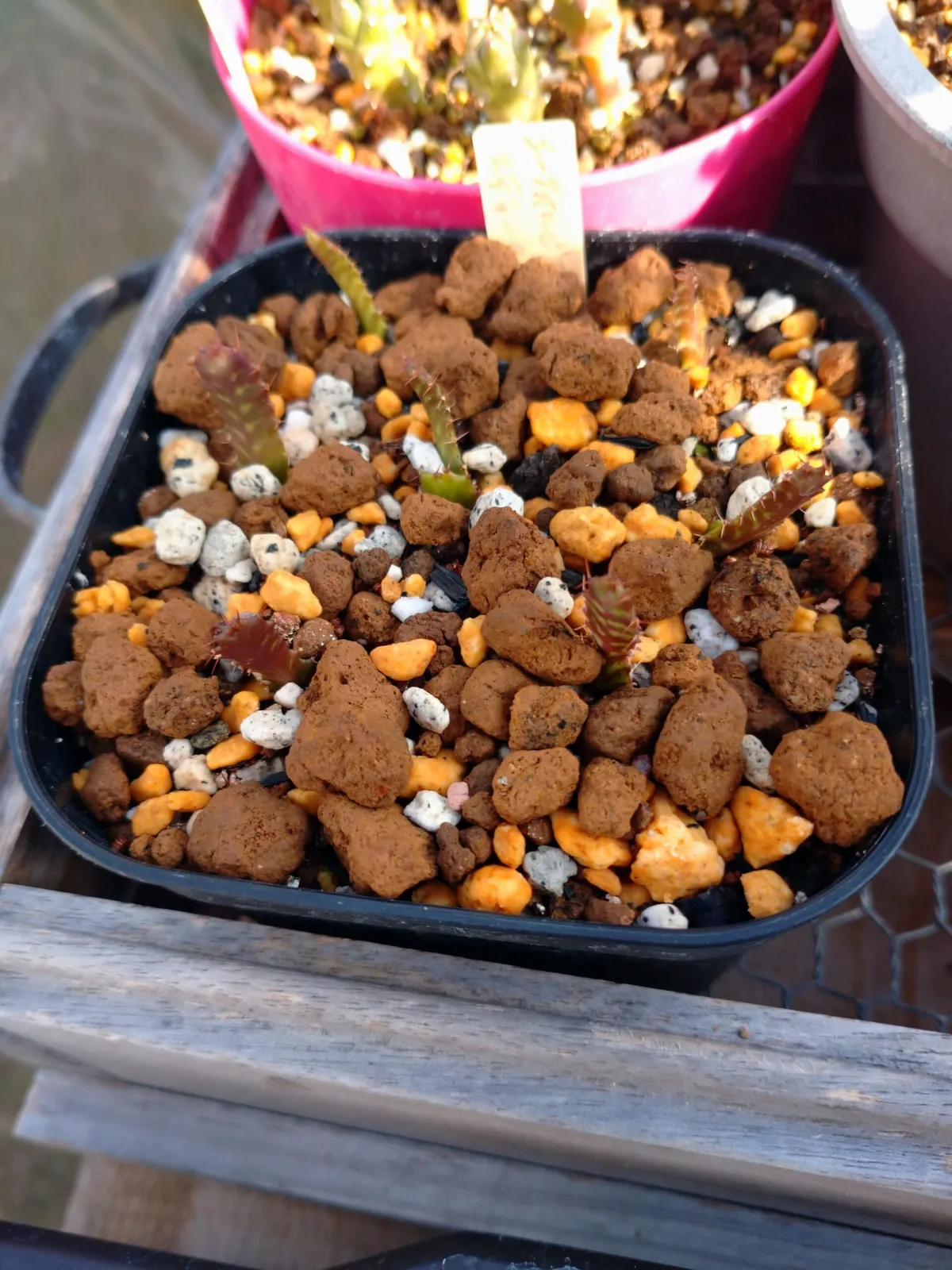 Euphorbia stellata (ユーフォルビア ステラータ 飛竜)